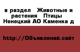  в раздел : Животные и растения » Птицы . Ненецкий АО,Каменка д.